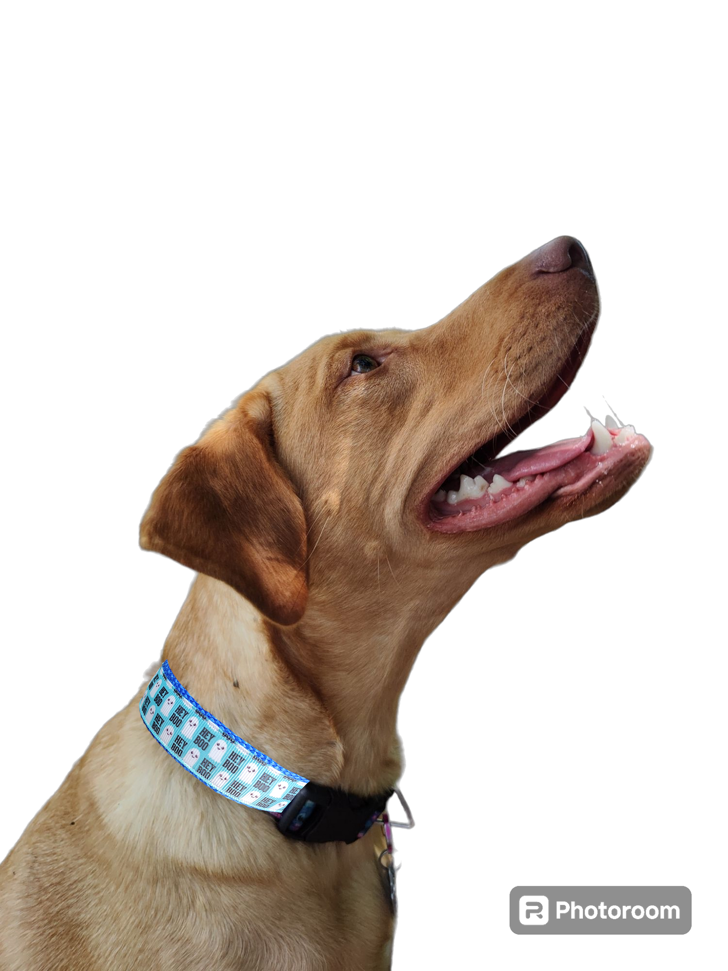 Halloween Hey BOO! Nylon Dog Collar