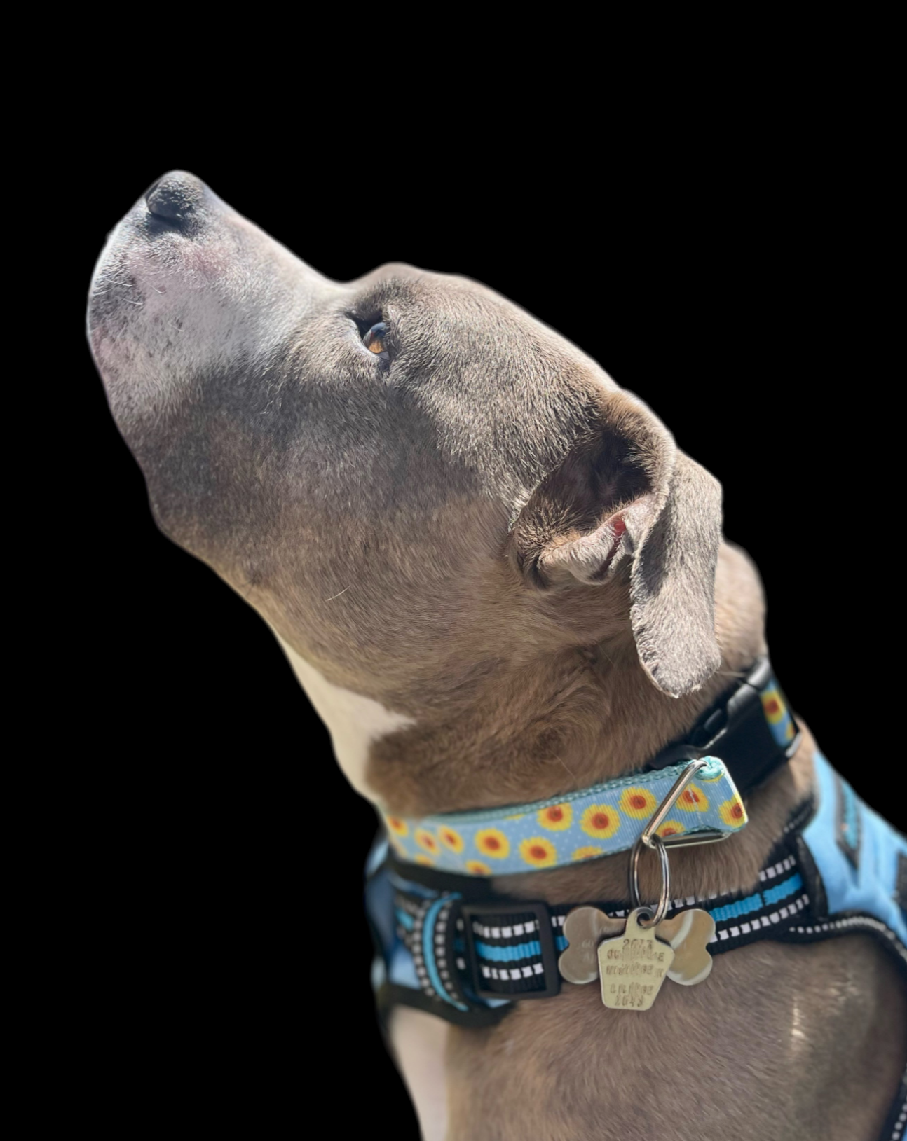 Yellow Flowers Light Blue Nylon Dog Collar MD, LG, XL, Martingale, Leash