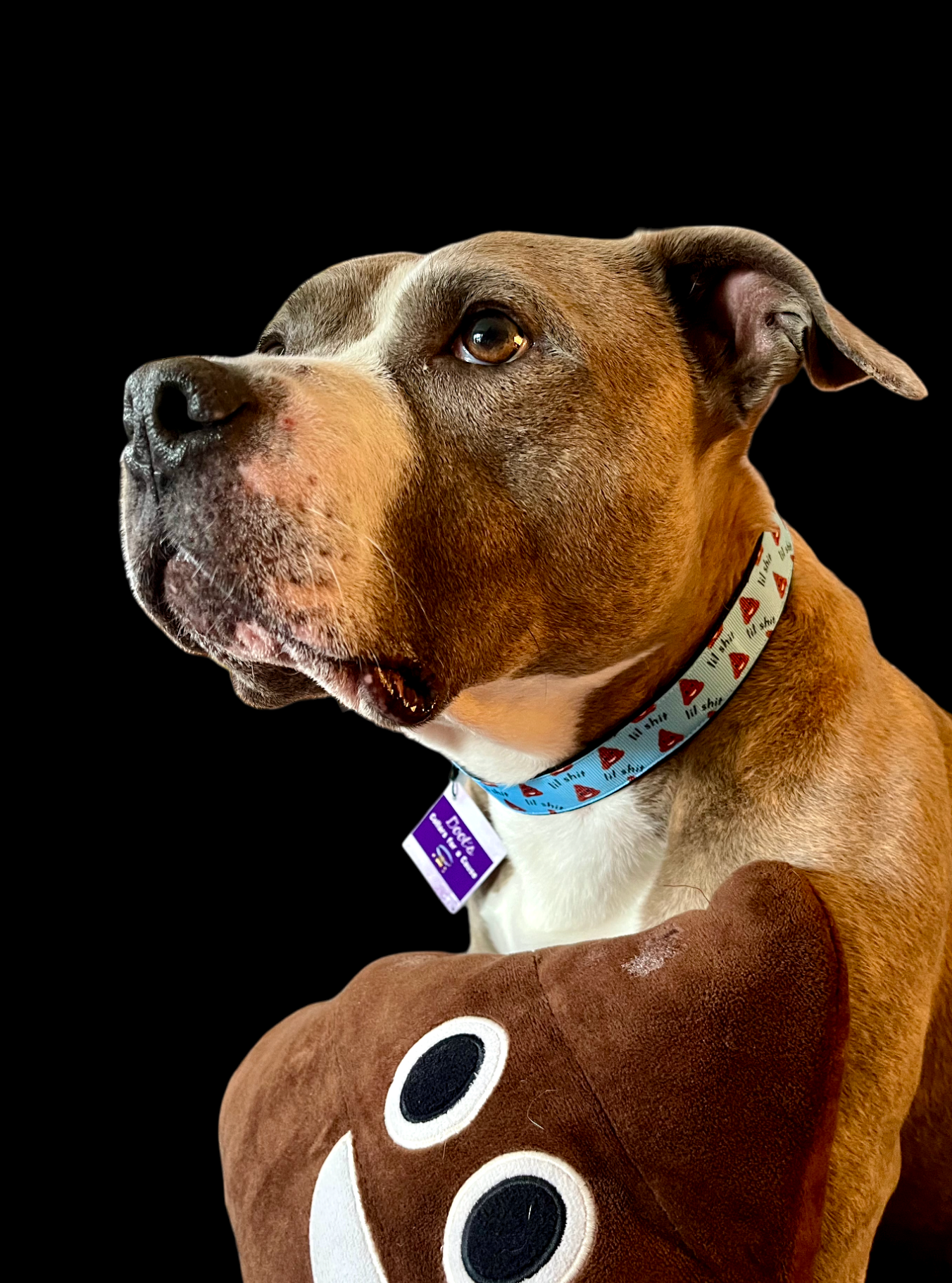 Blue Lil Shit Nylon Dog Collar MD, LG, XL, Leash