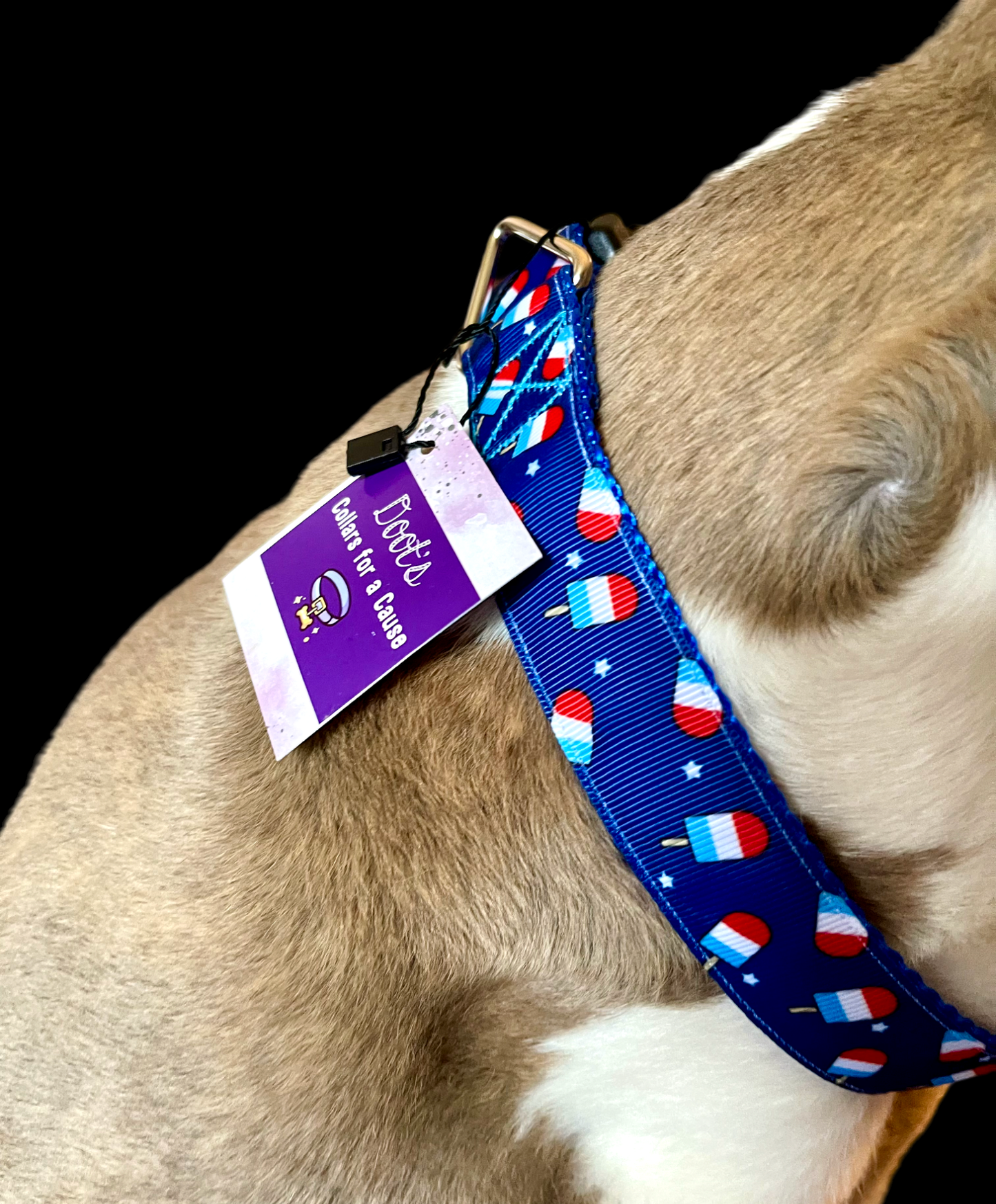 Summer Pop Blue Nylon Dog Collar MD, LG, XL, Leash